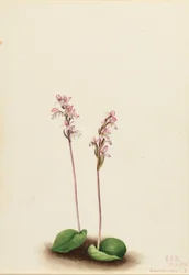 Kereklevelű orchidea (Orchis rotundifolia)