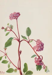 Homoki verbéna (Abronia umbellata)