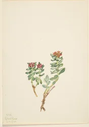 Sanifoiga ascendedus, 1920