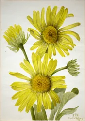 Szaténlevelű aranyfejű (Enceliopsis covillei)