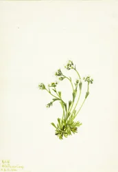 Sziromfű (Saxifraga caespitosa)