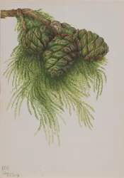 Sequoia Sequoia gigantea, 1896.