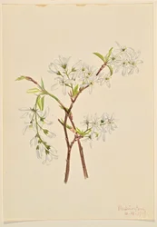 Árnyékbokor (Amelianchier oblongifolia)