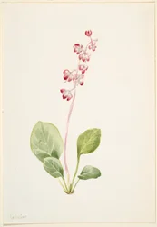 Mutatós Pyrolla (Pyrola asarifolia)