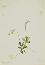 Oldalsó harangok Pyrola (Pyrola secunda)
