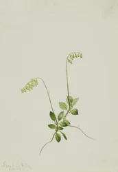 Sidebells Pyrola Pyrola secunda, 1916.