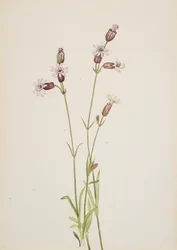 Silene multicaulis, kb. 1900-1920.