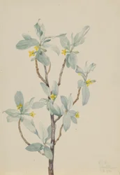Ezüstbogyó (Elaeagnus commutata)