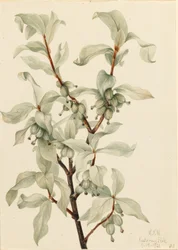 Ezüstbogyó (Elaeagnus commutata)