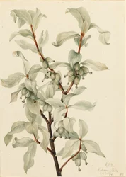 Silverberry Elaeagnus sp., 1922.