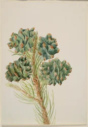 Egylevelű fenyő (Pinus monophylla)