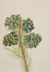 Egylevelű fenyő Pinus monophylla, kb. 1930-as évek.