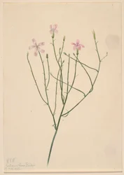 Csontváz Virág (Lygodesmia juncea)