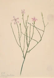 Lygodesmia juncea csontváz virág, 1923.