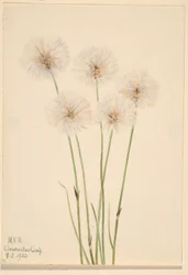 Vékony pamutfű (Eriophorum chamissonis)