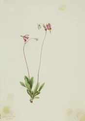 Karcsú lövőcsillag (Dodecatheon pauciflorum)