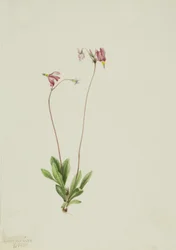 Karcsú hullócsillag Dodecatheon pauciflorum, 1909.