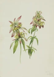 Foltos méhbalzsam Monarda punctata, 1919.