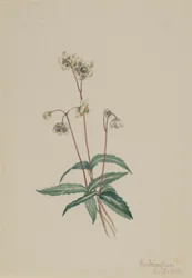 Foltos csiperke (Chimaphila maculata)