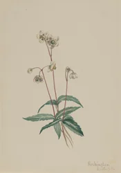 Foltos Pipsissewa Chimaphila maculata, 1918.