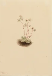 Foltos szikfokvirág (Saxifraga bronchialis)