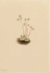 Foltos saxifrage Saxifraga bronchialis, 1903.