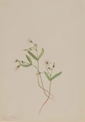 Tavaszi szépség (Claytonia lanceolata)