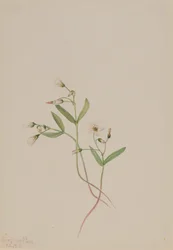 Tavaszi szépség Claytonia lanceolata, 1916.