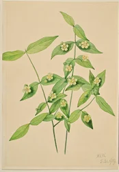 Eper bokor (Euonymus americanus)