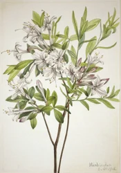 Mocsári azálea (Azalea viscosa)