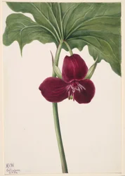 Édes Trillium (Trillium vasyi)
