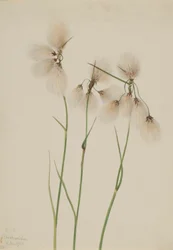 Tollas pamutfű (Eriophorum angustifolium)