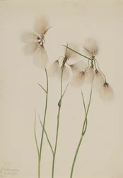 Bojtos gyapotfű Eriophorum angustifolium, 1920.