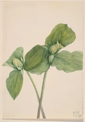 Hernyó Trillium (Trillium sessile)