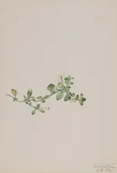 Utána Houstonia Houstonia procumbens, 1918.