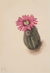 Pulykafej kaktusz Echinocereus perbellus, 1930.