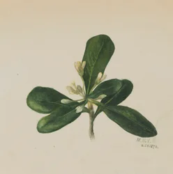 Cím nélkül – Virágtanulmány, 1876.
