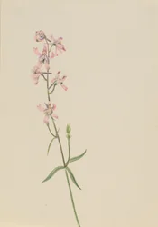 Untitled – Virágtanulmány, kb. 1900-1930.