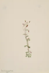 Cím nélkül – Növénytanulmány, 1905.
