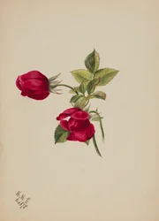 Cím nélkül – Rose, 1878.