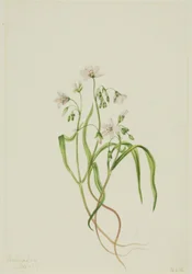 Virginia Tavaszi Szépség (Claytonia virginica)
