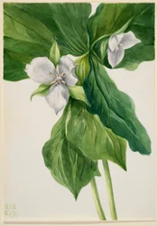 Wake robin (Trillium hasonlat)