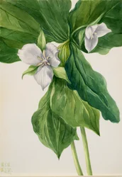 Wake-Robin Trillium hasonlat, 1939.