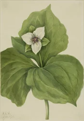 Viasztrillium (Trillium album)