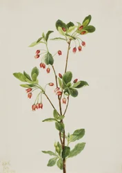 Nyugati Menziesia Menziesia glabella, 1924.