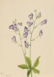 Nyugati szerzetesfű (Aconitum columbianum)