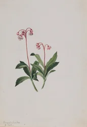 Nyugati Pipsissewa Chimaphila umbellata, 1902.
