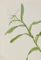 Fehér Epidendrum (Epidendrum nocturnum)