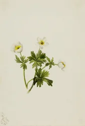 Fehér gömbvirág (Trollius albiflorus)