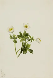 Fehér gömbvirág Trollius albiflorus, 1899.